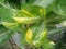 Ivory betel leaves, creeping plant