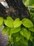 ivory betel plant that rides on a tree