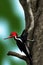 Ivory-billed woodpecker Animal. AI Generated.