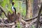 an ivory-billed woodpecker perched on a tree trunk