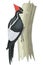 Ivory Billed Woodpecker on Tree Trunk Illustration