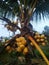 ivory coconut tree that bears very heavy fruit