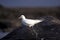 Ivory Gull