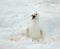 Ivory Gull, Ivoormeeuw, Pagophila eburnea