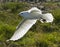 Ivory Gull, Ivoormeeuw, Pagophila eburnea