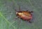 Ivory Marginated Ruteline beetle on a leaf.