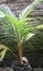ivory orange coconut plant