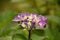 Ivory, Purple and Blue Budding and Flowering Hydrangea Bush