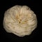 Ivory rose flower isolated on the black background