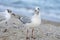 Ivory seagull on a sandy beach