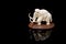 ivory statuette of elephant mammoth on black background