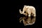 ivory statuette of elephant mammoth on black background