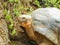 Ivory turtle on galapagos islands in ecuador