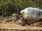 Ivory turtle on galapagos islands in ecuador