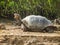 Ivory turtle on galapagos islands in ecuador