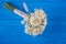 Ivory wedding bouquet of roses on blue wooden background, floral arrangement in pastel colour, celebration