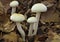 Ivory Woodwax Fungi - Hygrophorus eburneus