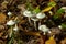 Ivory Woodwax Fungi - Hygrophorus eburneus Growing in Beech leaf litter