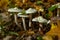 Ivory Woodwax Fungi - Hygrophorus eburneus Growing in Beech leaf litter