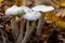 Ivory Woodwax Fungi - Hygrophorus eburneus, growing in Beech leaf litter