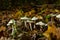 Ivory Woodwax Fungi - Hygrophorus eburneus Growing in Beech leaf litter