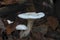 The Ivory Woodwax Hygrophorus eburneus is an edible mushroom