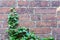 Ivy and aerial rootlets at a brick wall, background power of na