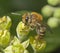 Ivy bee on ivy flowers