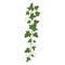 Ivy branch, woody evergreen decorative climbing plant