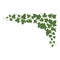 Ivy branches green icon, ornamental botanical fresh flora