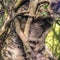 Ivy branches tightly wrapped around a birch tree