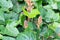 Ivy broomrape Orobanche hederae, budding flower spikes between ivy