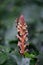 Ivy broomrape Orobanche hederae, creamy-white snapdragon-like flowers