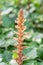 Ivy broomrape Orobanche hederae, flowering spike