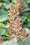 Ivy broomrape Orobanche hederae, flowering spikes