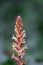 Ivy broomrape Orobanche hederae, flowering stalk with creamy-white snapdragon-like flowers