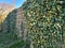 Ivy cascading down a Yorkshire stone wall