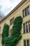 Ivy clad walls of Wawel castle, Krakow, Poland