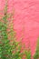 Ivy or climbing plant on colorful pink concrete wall