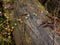 Ivy climbs on the trunk of a fallen tree