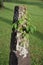 Ivy on a concrete marker post in a Mississippi Cemetery