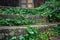 Ivy on the concrete stairs. Overgrown steps, abandoned building. Long time unused.