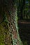 Ivy-Covered Bark in Sunlit Forest