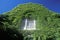 Ivy Covered Building, Harvard University, Cambridge, Massachusetts