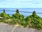 Ivy covered railings on Rugged cliffs and rocky coastline at Marine Drive Isle of Man British Isles