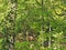 Ivy covered tree trunk in front of dense tangled woodland with vibrant foliage and bright sunlight shining though the trees