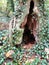 Ivy covered tree trunk hollow woods nature woodland