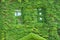 Ivy covered wall of newspaper building, downtown Keene, New Hamp