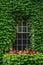 Ivy Covered Window