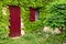 Ivy covered window and shutter